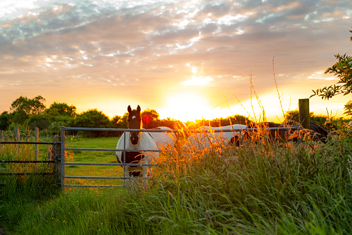 The summer sun can be seen setting on a more paddock in a rural location. A small heard of horses are seen by the farm gate.