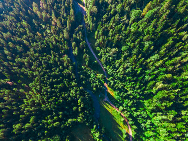 istock overhead top view summer forest in mountains 1401148524