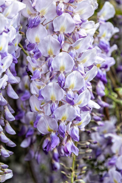 istock Blooming spring purple wisteria 1401149450