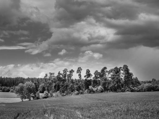 Landscape with Grove of Trees and Field in Western Bohemia near Malkovice, Czech Republic