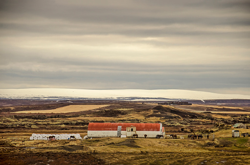 Skutustadir, Iceland, April 29, 2022: farm buildings with horses in a desolate landscape under a dramatic sky