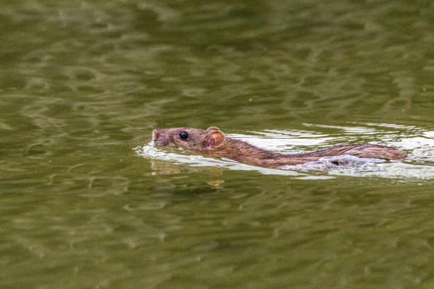 istock brown rat swimming on the surface of a pond 1401150965