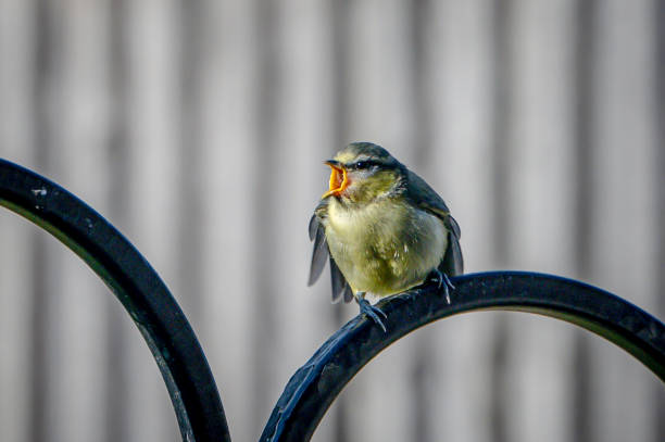 Juvenile blue tit bird, cyanistes caeruleus, perched on metal frame with beak wide open demanding food