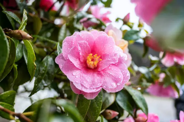 Camellia x williamsii, beautiful hybrid camellia flower with fresh waxy leaves, lightly variegated pink petals, bright yellow stamens and water droplets, vivid occurrence in a garden after a rainy day.