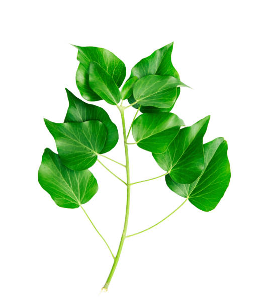 istock Ivy branch with green leaves isolated on white background. 1401152398