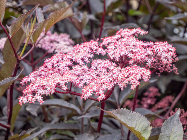 schwarzer holunder black beauty"nsambucus nigra - beere pflanzenbestandteile stock-fotos und bilder