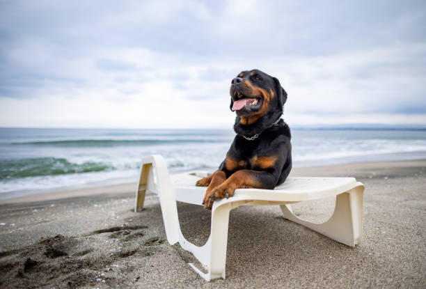 pies rottweiler odpoczywający na leżaku na plaży - tanning bed brown relaxation resting zdjęcia i obrazy z banku zdjęć