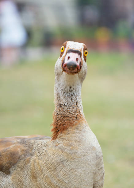 istock Funny nile goose looking at the camera 1401154046