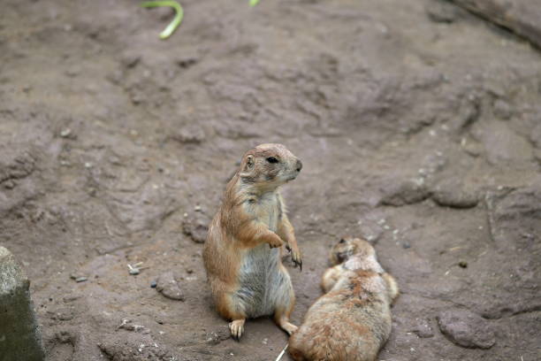 istock Prairie dogs are popular at zoos. 1401154267