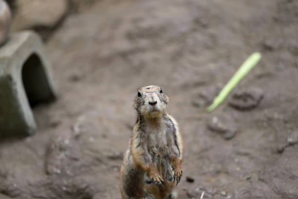 istock Prairie dogs are popular at zoos. 1401154294