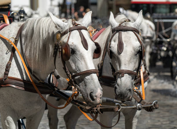 istock Horse carriage. Two white horses in harness. 1401154299