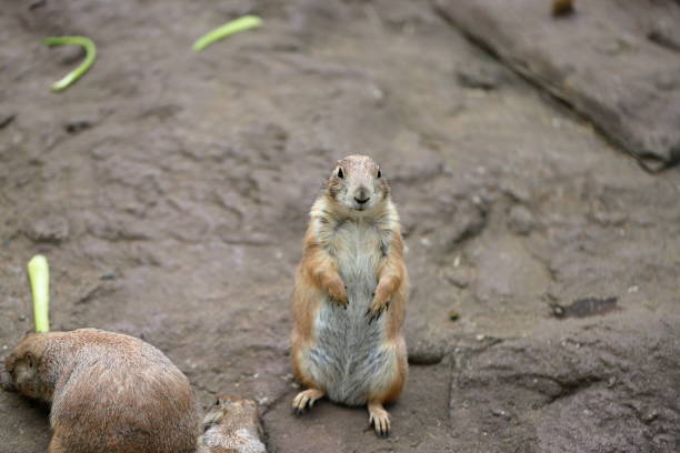 istock Prairie dogs are popular at zoos. 1401154301