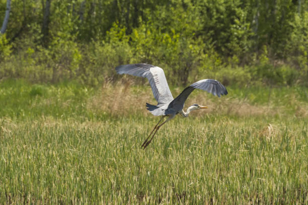 istock grey heron flies above the ground 1401155431