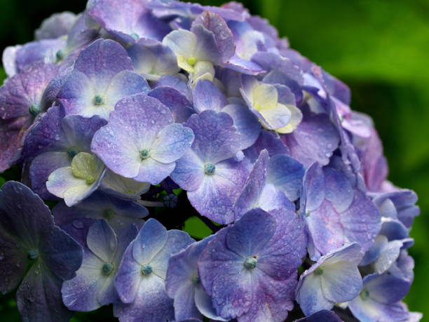 istock Light purple hydrangea with water drops after the rain 1401160234