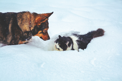 Funny dog and cat playing together in the snow