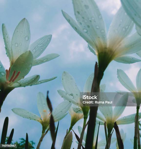 Rain Lili Stock Photo - Download Image Now - Beauty, Beauty In Nature, Blossom
