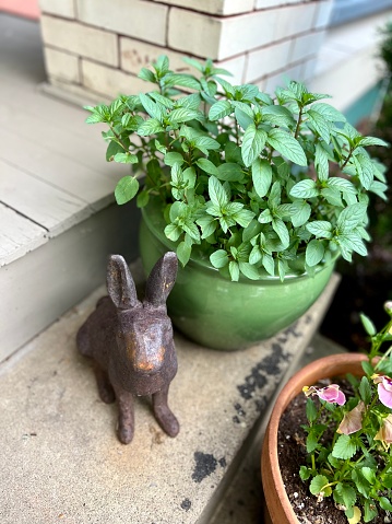 Pot of mint on front stoop