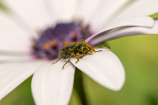 Pollen -covered beetle on top of a daisy flower macro photo.