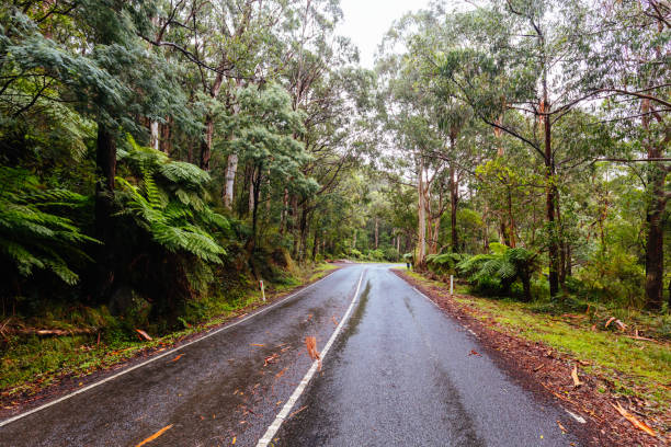istock Donna Buang Rd Drive in Victoria Australia 1401162103
