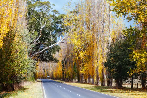Photo of Gould Memorial Drive in Marysville in Australia