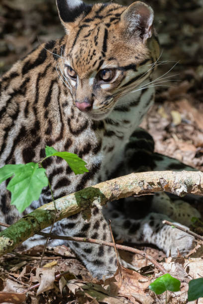 istock Beautiful specimen of Ocelot illuminated by the sun. 1401164567