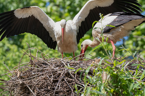 Storks while preparing the nest.