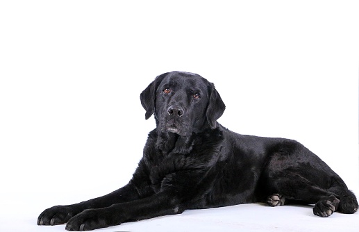 beautiful old black labrador is lying in the white studio
