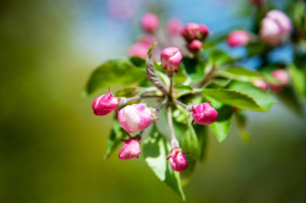 Blooming apple tree in the spring garden. Close up of pink flowers on a tree. Spring background