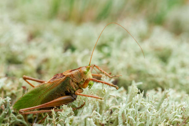 istock Grass Hopper. A differential grasshopper hanging out in a summer meadow 1401165464