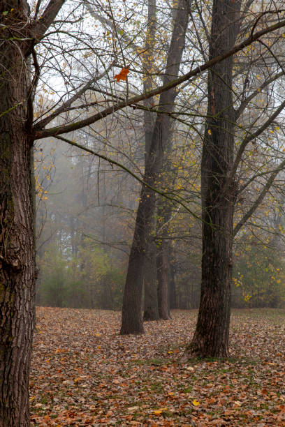 Beautiful park on a misty autumn day.