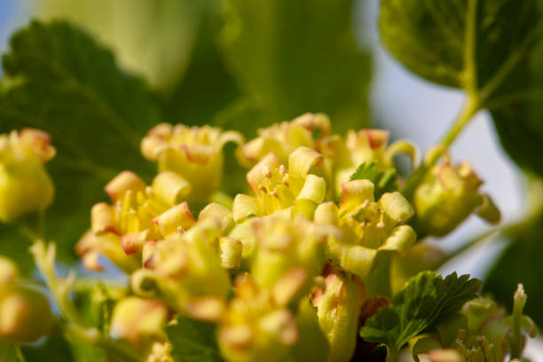 currant bushes blooming in the spring season, an orchard with currants during the flowering of plants