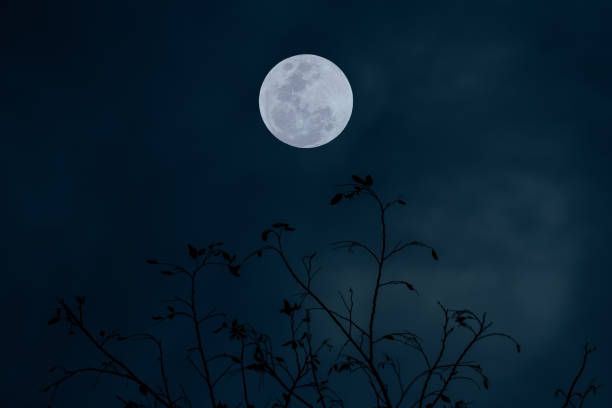 istock Full moon on the sky with tree branch silhouette. 1401166059