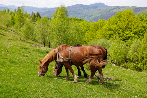 Ukraine. Carpathian mountains. Two horses are grazing in a clearing on a mountainside.