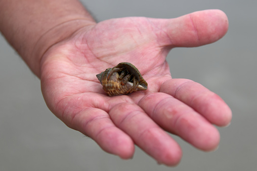 Hand Holding a Hermit Crab