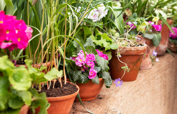 istock Spring flowers in the pots 1401167176