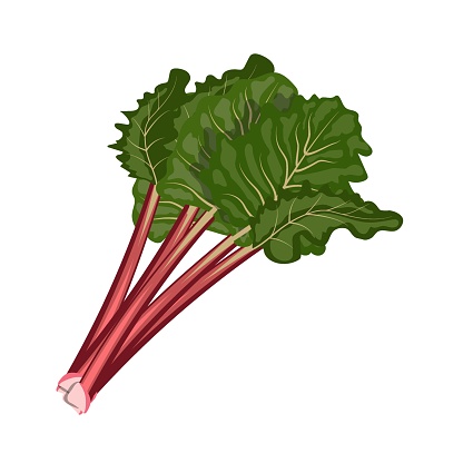Rhubarb, stems with leaves, flat style vector illustration isolated on white background