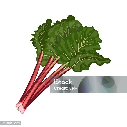 istock Rhubarb, stems with leaves, flat style vector illustration isolated on white background 1401167294