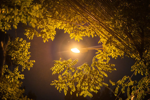 leaves under street lights at night