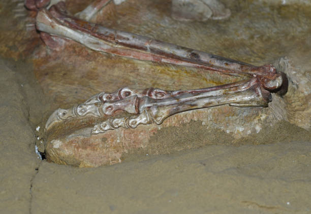 istock Fossileazed paw of Oviraptor found in Gobi deserd Mongolia 1401168407