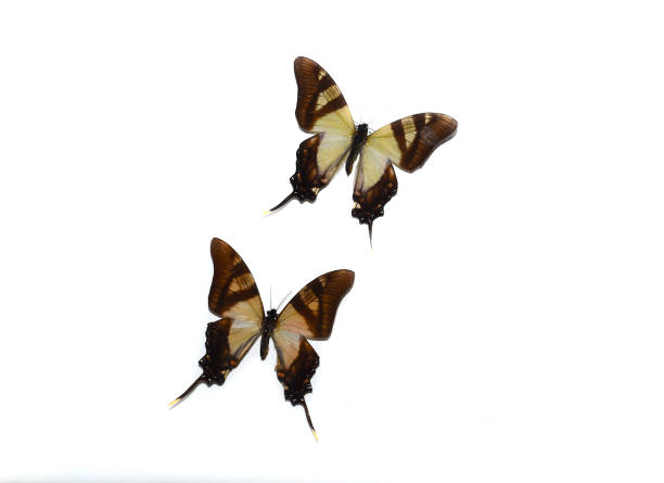 istock Eurytides serville butterflies on white background 1401168423