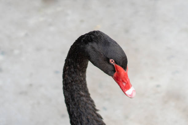 A majestic black swan gracefully spreads its wings on a serene lake, reflecting the tranquil beauty of nature. The dark plumage contrasts with the glistening water, creating a picturesque moment in the peaceful environment.