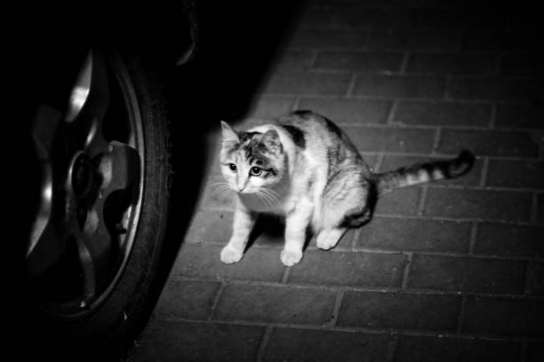 Stray cat by the car at night