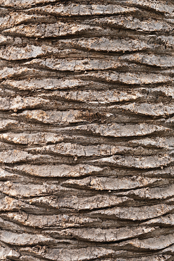 Background with a texture of a Palm tree bark close up