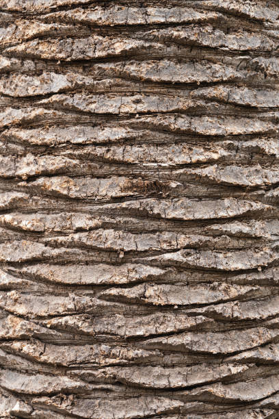 Background with a texture of a Palm tree bark stock photo