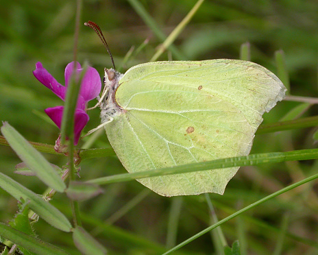 Description: The larvae of the Brimstone feeds on the leaves of Buckthorn and Alder Buckthorn. The egg is approximately 2.5mm tall and is skittle shaped as are all eggs laid by Butterflies of the Pieridae family. They can be found on fresh leaf growth on the larval food plant during the spring and are easy to find.\n\nThe caterpillars feed singularly on the food plant and are easily found lying along the mid-rib of the upperside of a leaf. It is remarkably well camouflaged being the same green as the leaves of its food plant.\n\nThe chrysalis is attached by the tail to a stick or branch of the foodplant by silk and a silken thread as a support girdle. The pupal stage lasts around 14 days. The Chrysalis changes colour when the butterfly is about to emerge.\n\nWarm sunny days in early March brings the Brimstone out from hibernation but since it is such a long-lived species butterflies may be seen throughout the year even though there is only one brood per year. The bright rich yellow of the male Brimstone butterfly cannot be confused with any other  butterfly. The female however is a very pale yellow almost white in colour and can be confused at a distance for a Large White. The distinctive shape of the Brimstone and the intricate veining of the wings make it a remarkably beautiful and graceful butterfly.\n\nThe Brimstone is also one of the longest living of  Butterflies and is the only species outside the Nymphalidae family to hibernate as an adult butterfly.\n\nHabitat: The Brimstone is usually found in open areas such as grasslands, woodland rides, gardens and waste places, usually in areas adjacent to woodland, scrub and hedgerows where the larval food plant (Buckthorn sp.) occurs. It is often seen visiting suburban gardens in spring and late summer.\n\n\nDistribution: Common Species throughout Europe.