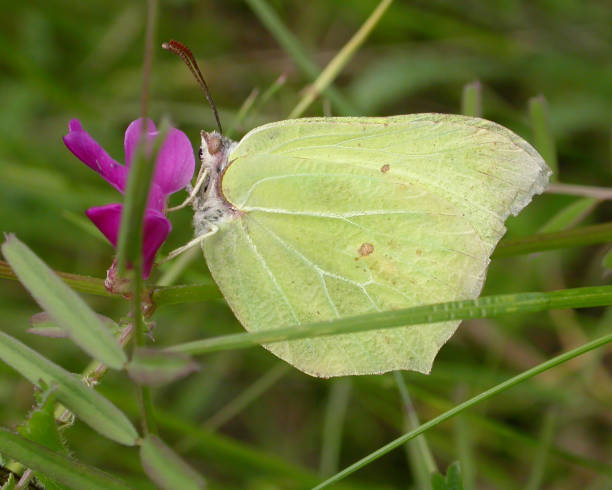 brimstone butterfly (gonepteryx rhamni) male - citronfjäril bildbanksfoton och bilder