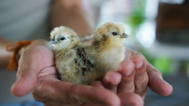 hände halten neugeborene kleine seidige hühner farm industry tier - animal young bird baby chicken chicken stock-fotos und bilder