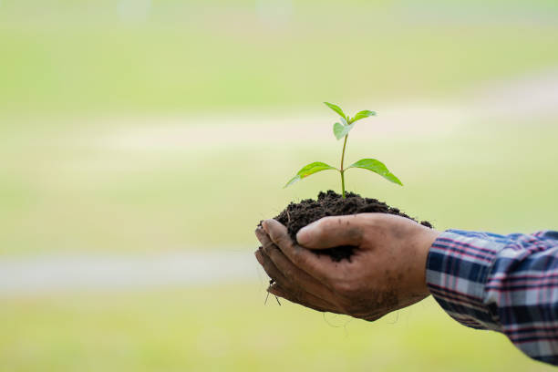 istock caring for the environment Tree ecology concept in hand. Sapling illuminated by side light. green background planting trees returning to the forest create awareness of forest conservation 1401170329