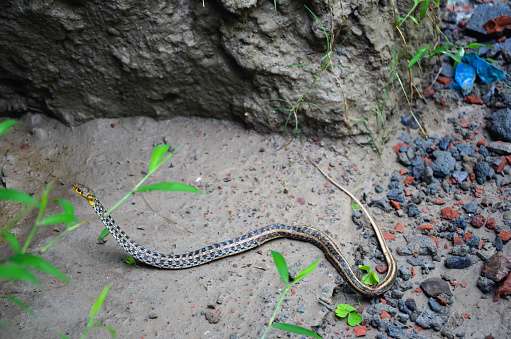 Closeup of buff striped keelback snake trying to escape. Wounded Indian buff striped keel back serpent moving forwards. Water snake with broken waist hit by man with stick