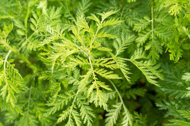 istock Artemisia tansy green leaves 1401172189